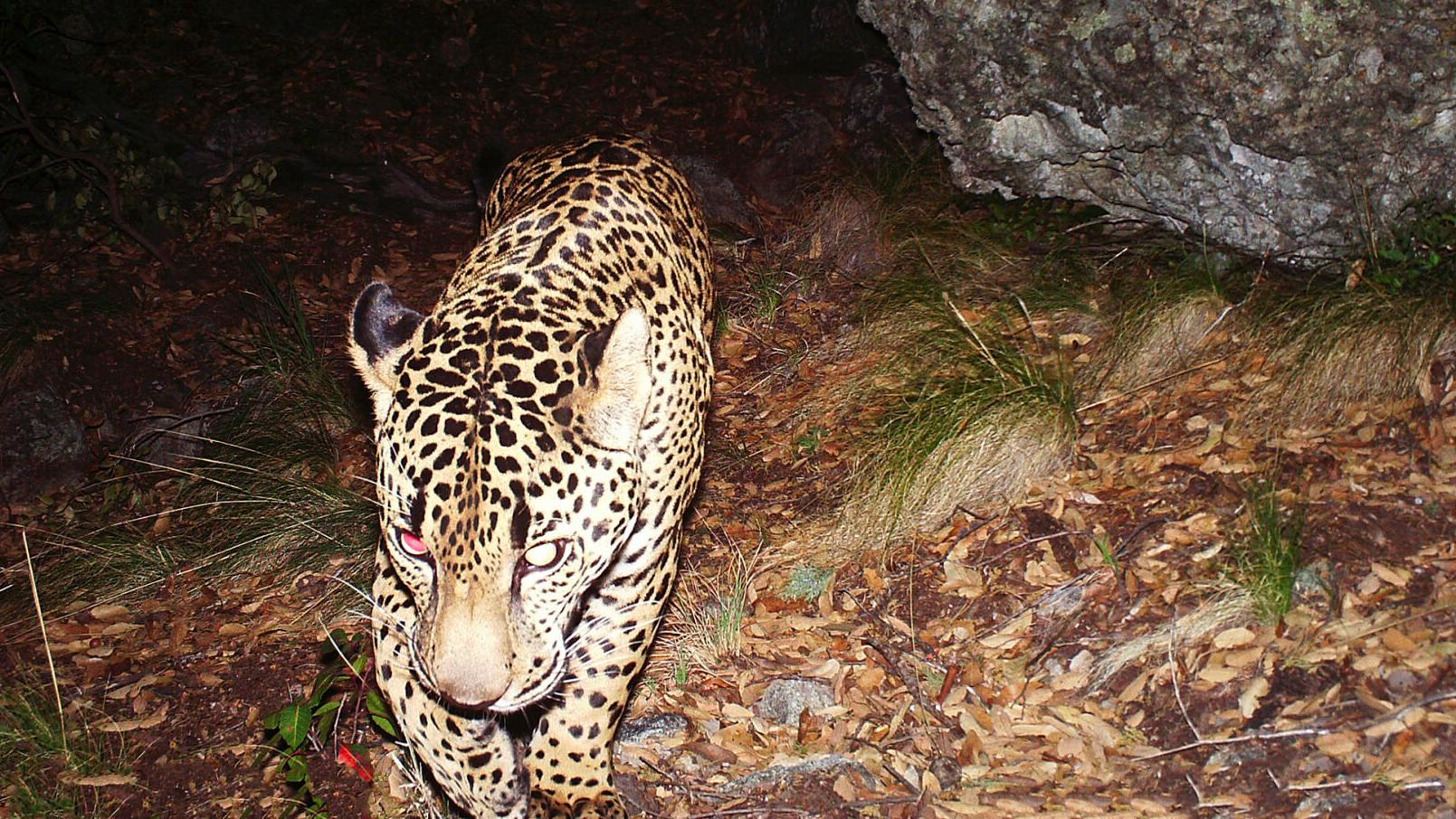 Collection: Read more on big cats seen in Southern Arizona